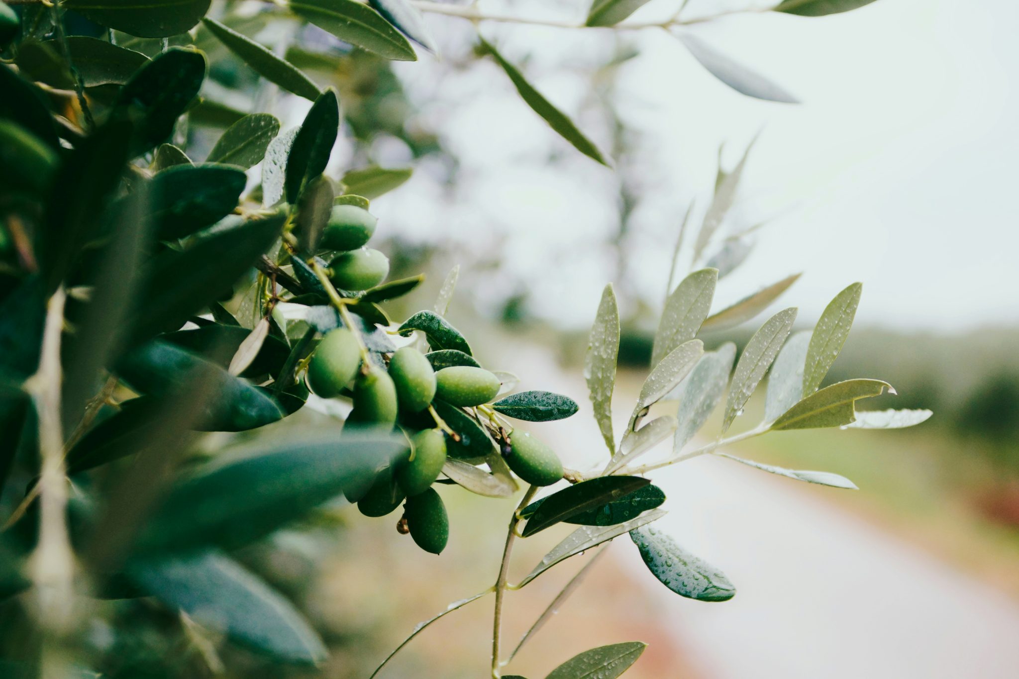 Open your culinary horizons at Watercress Creek Olive Festival!